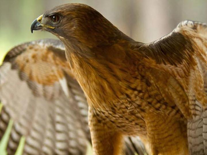 Best Western Danville Sycamore Inn | Danville, California | 8